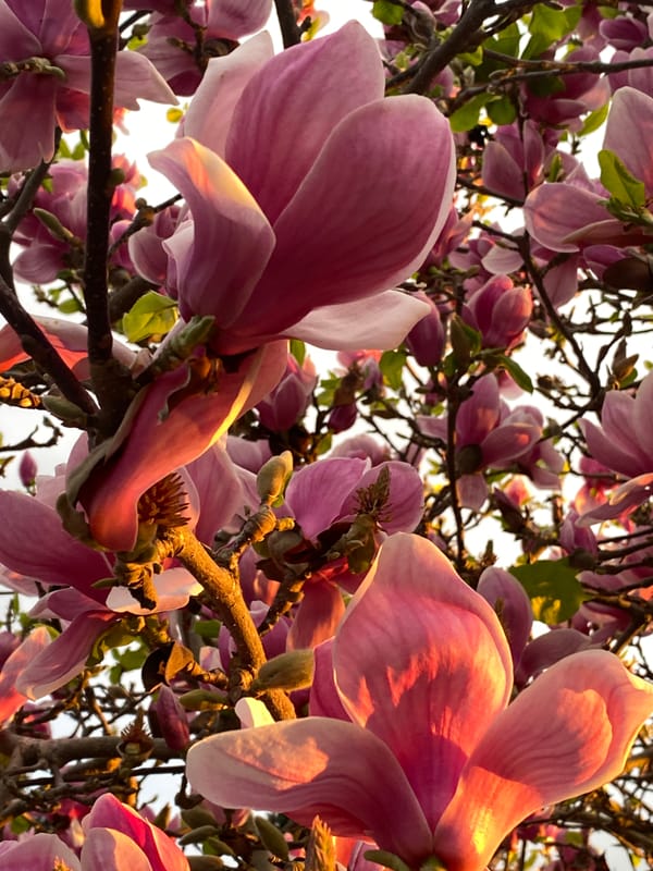 Magnolias in full bloom, boughs, velvety buds, pinkish-purplish flowers in various stages of open